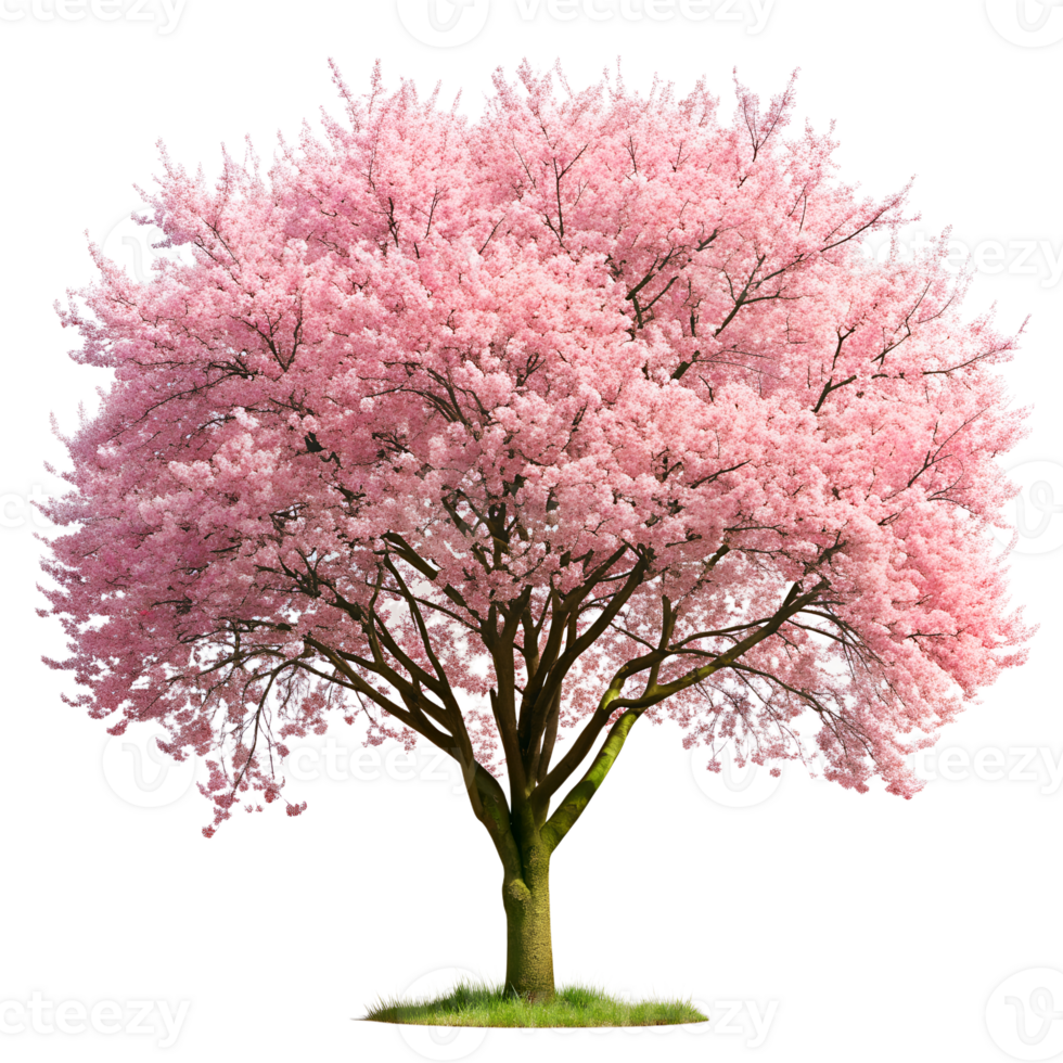 Vibrant cherry blossom tree in full bloom, showcasing delicate pink flowers. Perfect for spring and nature-themed projects. png