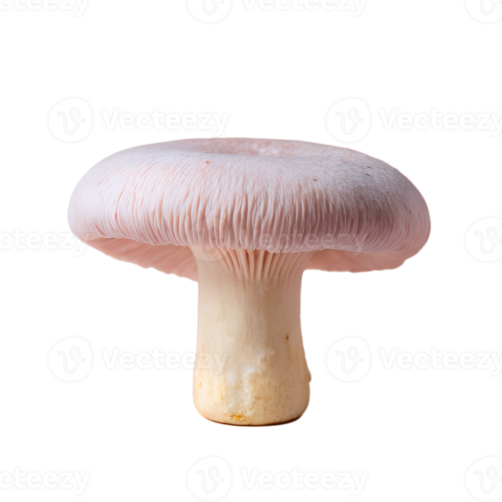Close-up of a fresh pink mushroom with sturdy stem and gills, isolated on a white background, perfect for culinary and botanical projects. png
