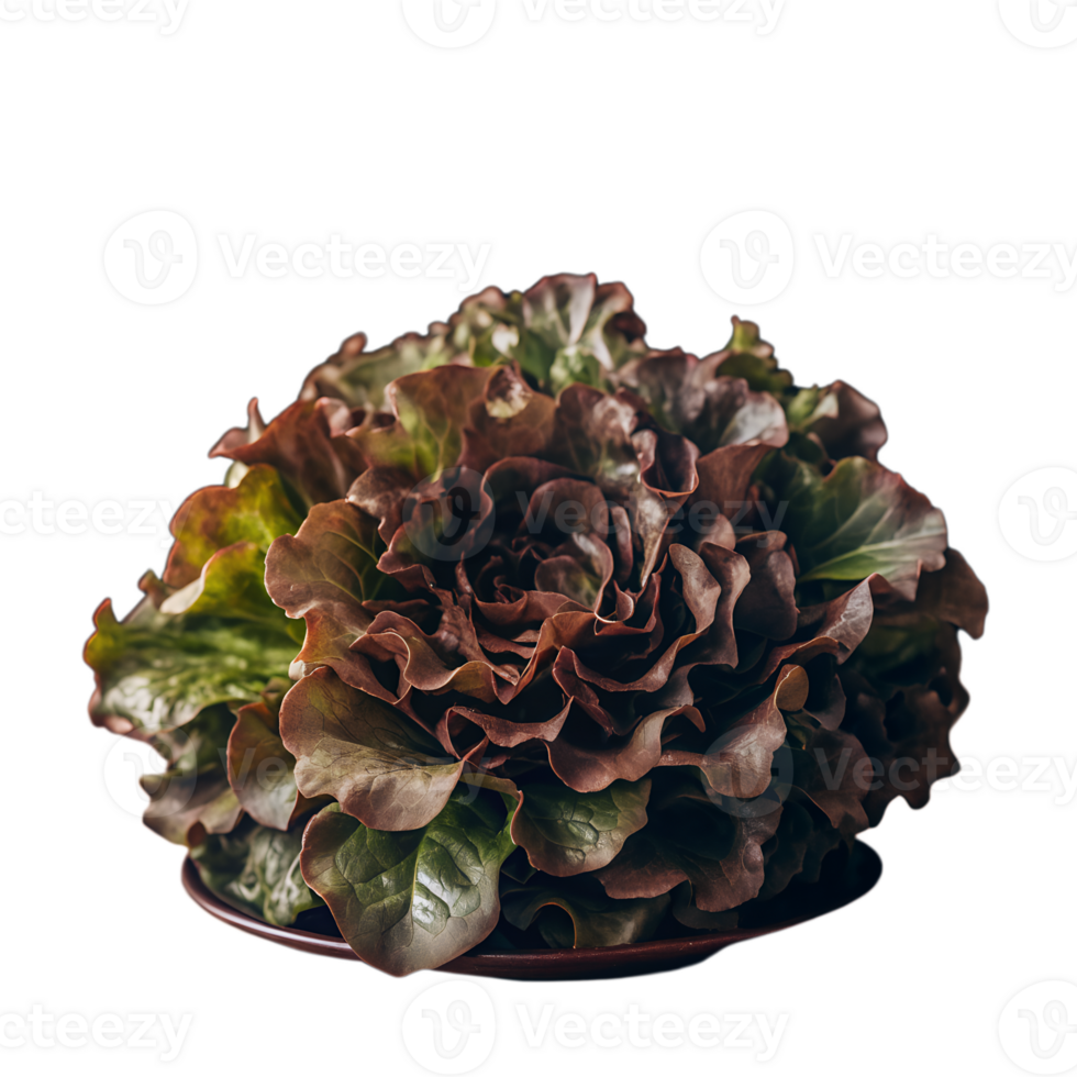 Close-up of fresh organic butter lettuce with vibrant green and red leaves. Perfect for healthy salads, cooking, or farm-to-table recipes. png