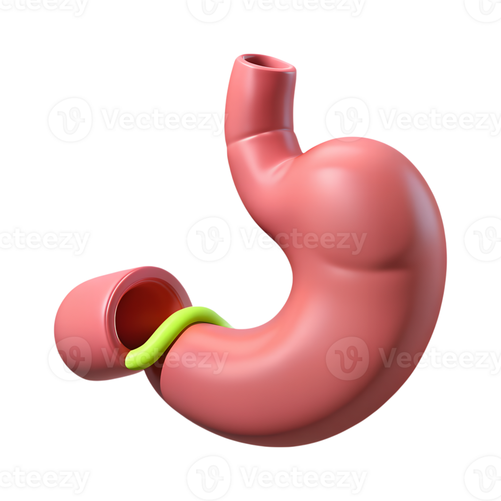 3D illustration of human stomach with a worm, representing a parasitic infection in the digestive system. png