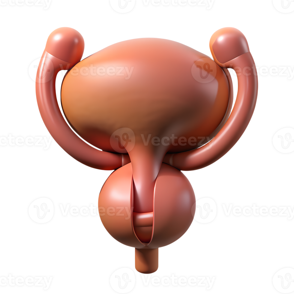 3D illustration of human urinary system highlighting the prostate, bladder, and associated anatomy in a digital artwork. png