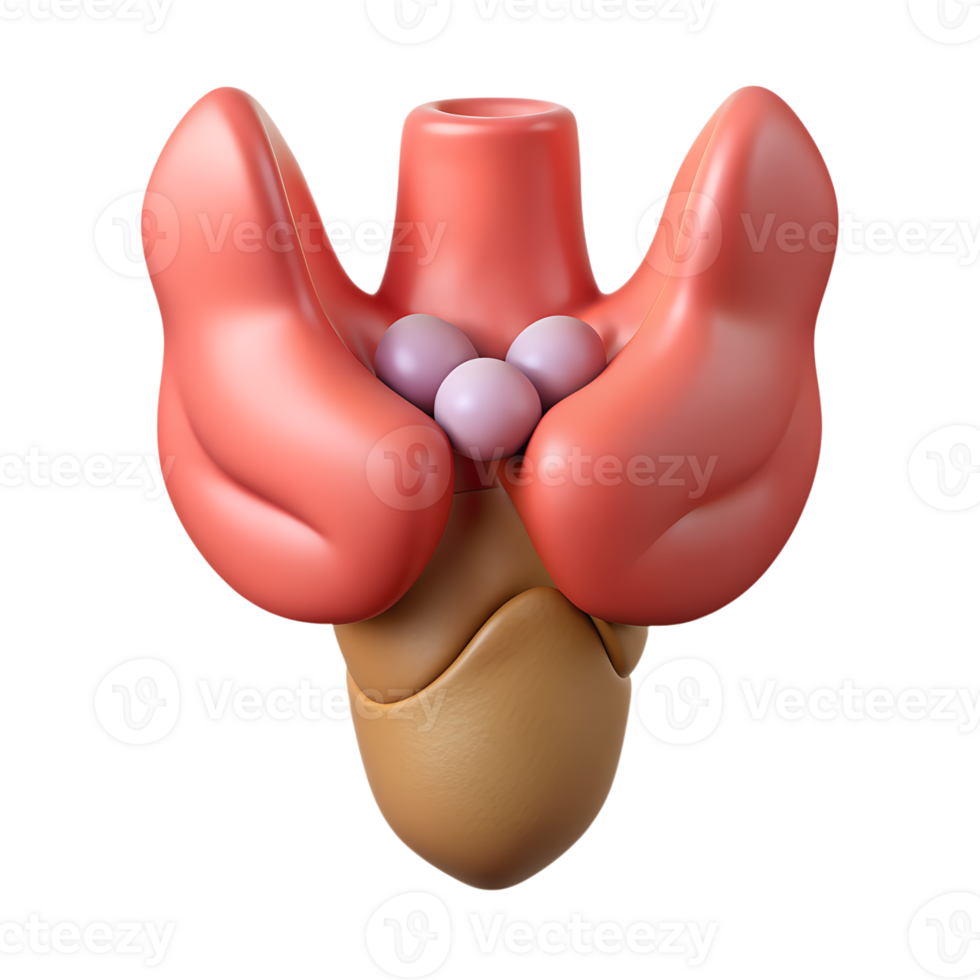 3D medical illustration of the human thyroid gland with parathyroid glands, highlighting anatomical structure and location in the body. png