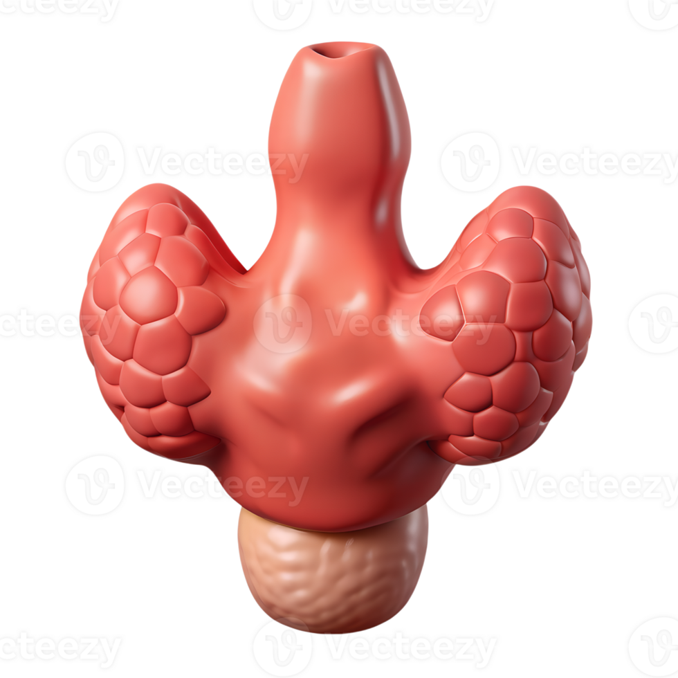3D rendering of a human thyroid gland, depicting its anatomical structure in a detailed medical illustration. Vital for endocrine function. png