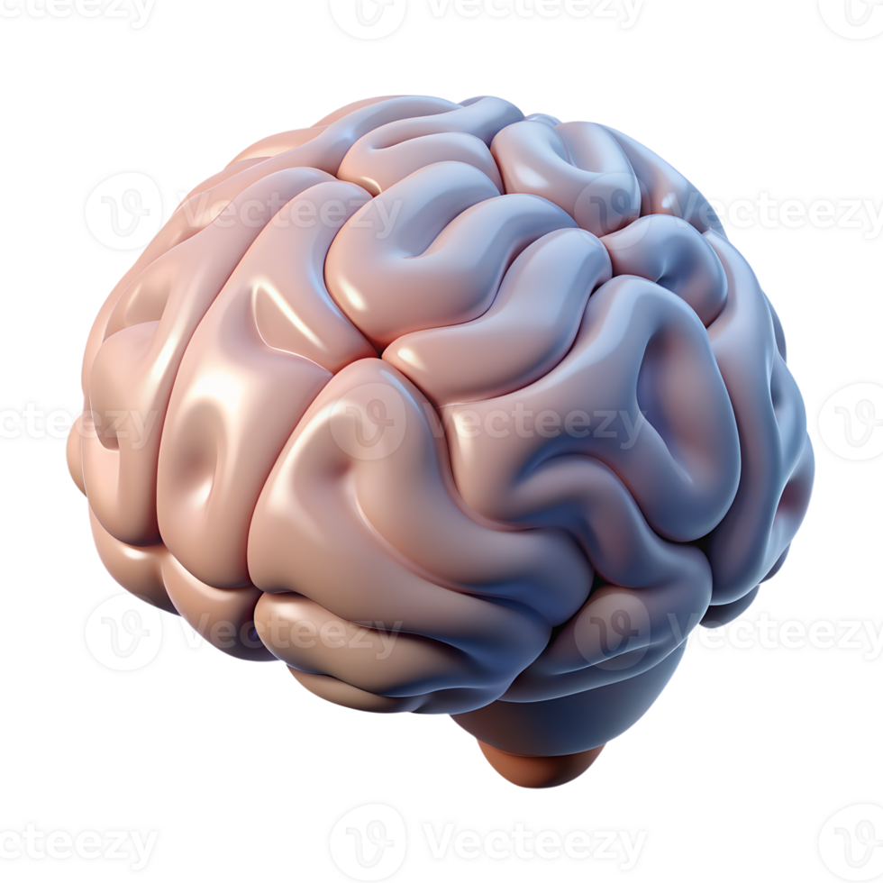3D rendered human brain model showcasing intricate brain structure and neural pathways, perfect for medical and educational purposes. png