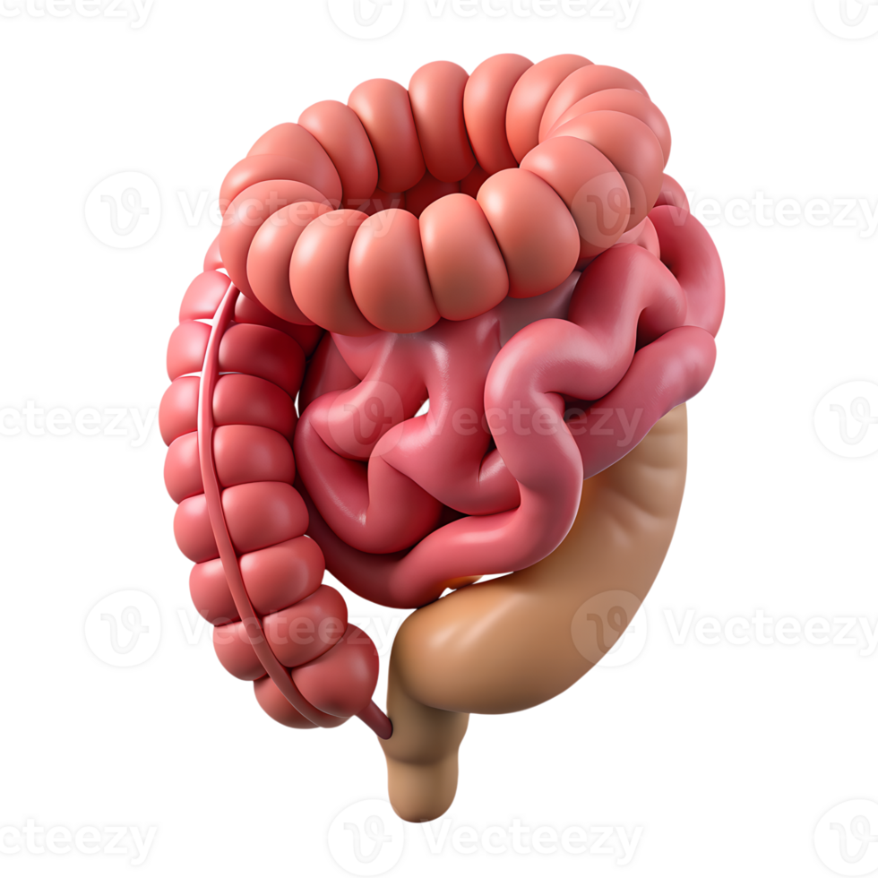 3D illustration of human digestive system showing intestines. Detailed anatomy including large and small intestines for medical and educational use. png
