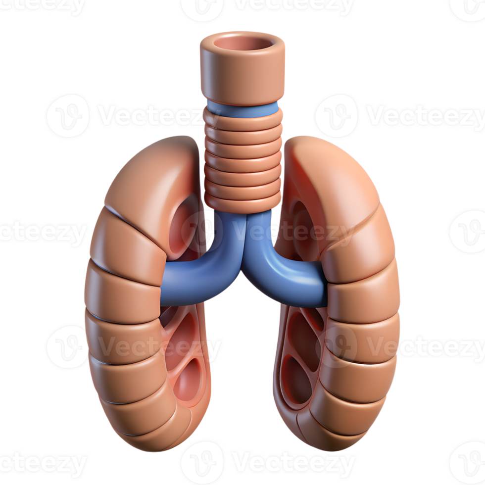 3D rendered illustration of human lungs with bronchi, realistic anatomical respiratory system for medical and educational purposes. png