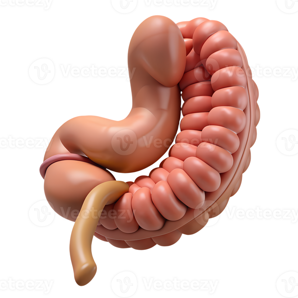 3D rendered illustration of the human digestive system showing the stomach and intestines. High-quality medical and educational image. png