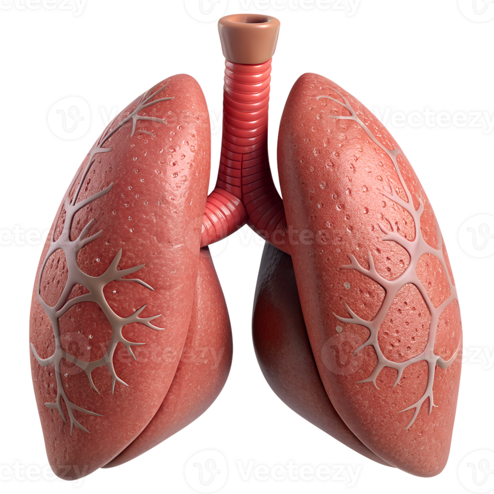 Detailed 3D rendering of human lungs. Medical illustration highlighting respiratory anatomy and lung structure for educational purposes. png