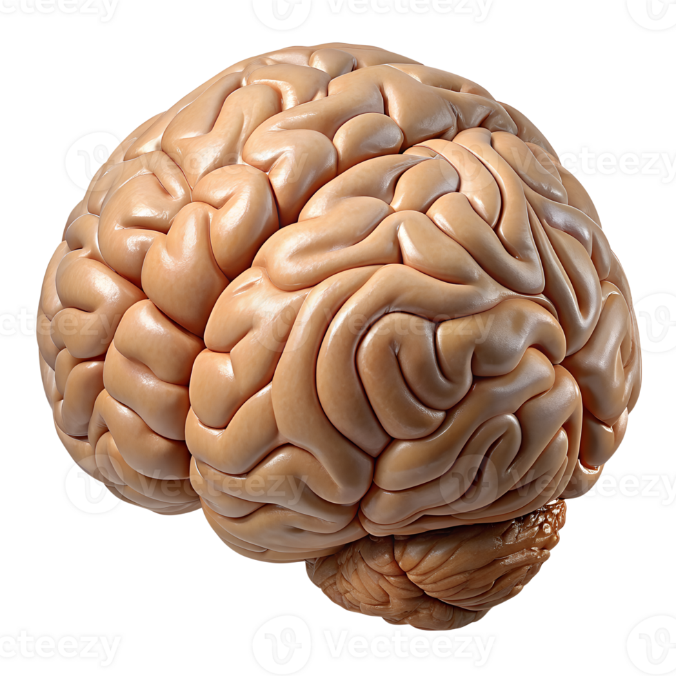High-quality 3D render of a human brain showcasing detailed anatomy, perfect for medical and educational purposes in stock illustrations. png