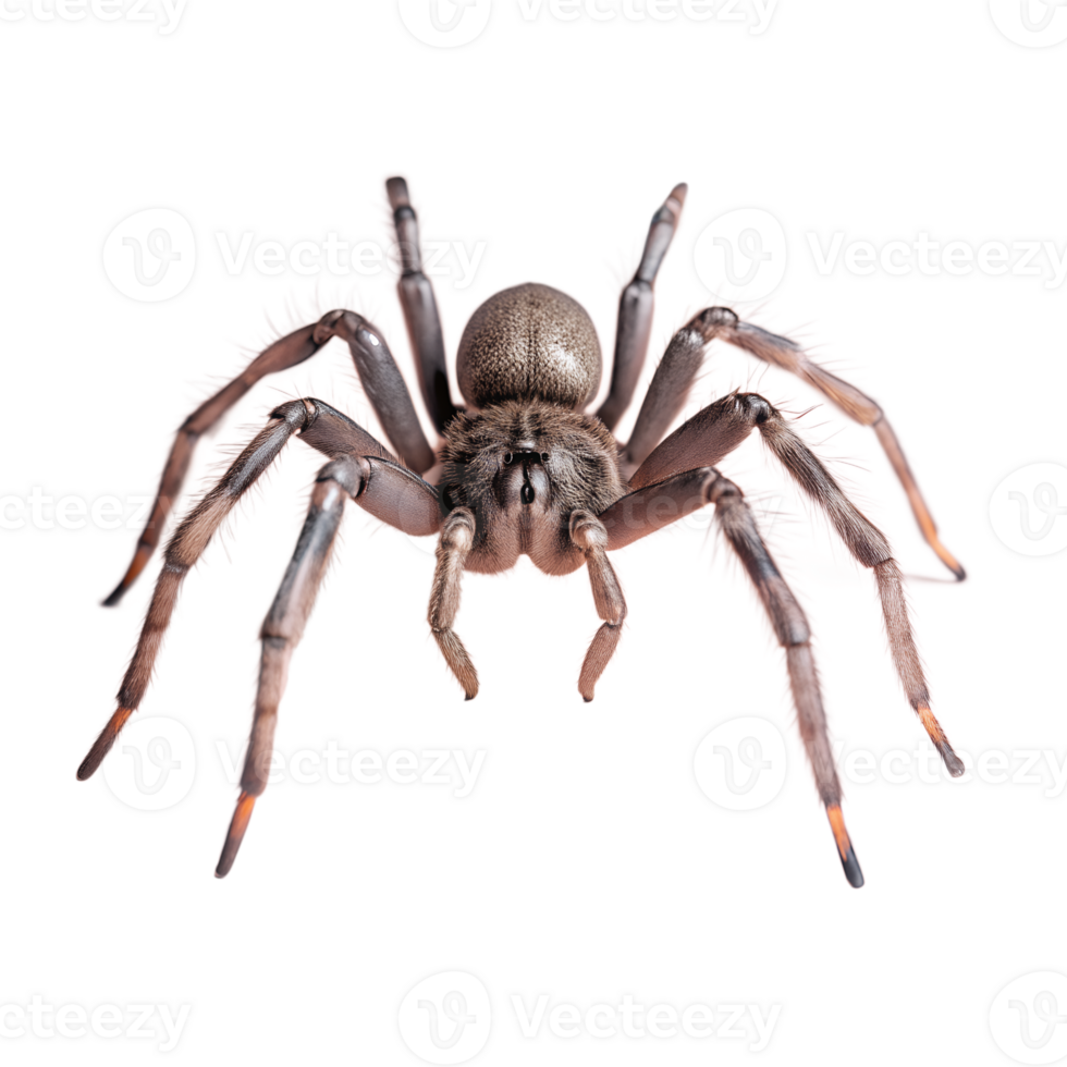 Detailed close-up of a tarantula spider with visible fangs and fuzzy legs isolated on white background. png