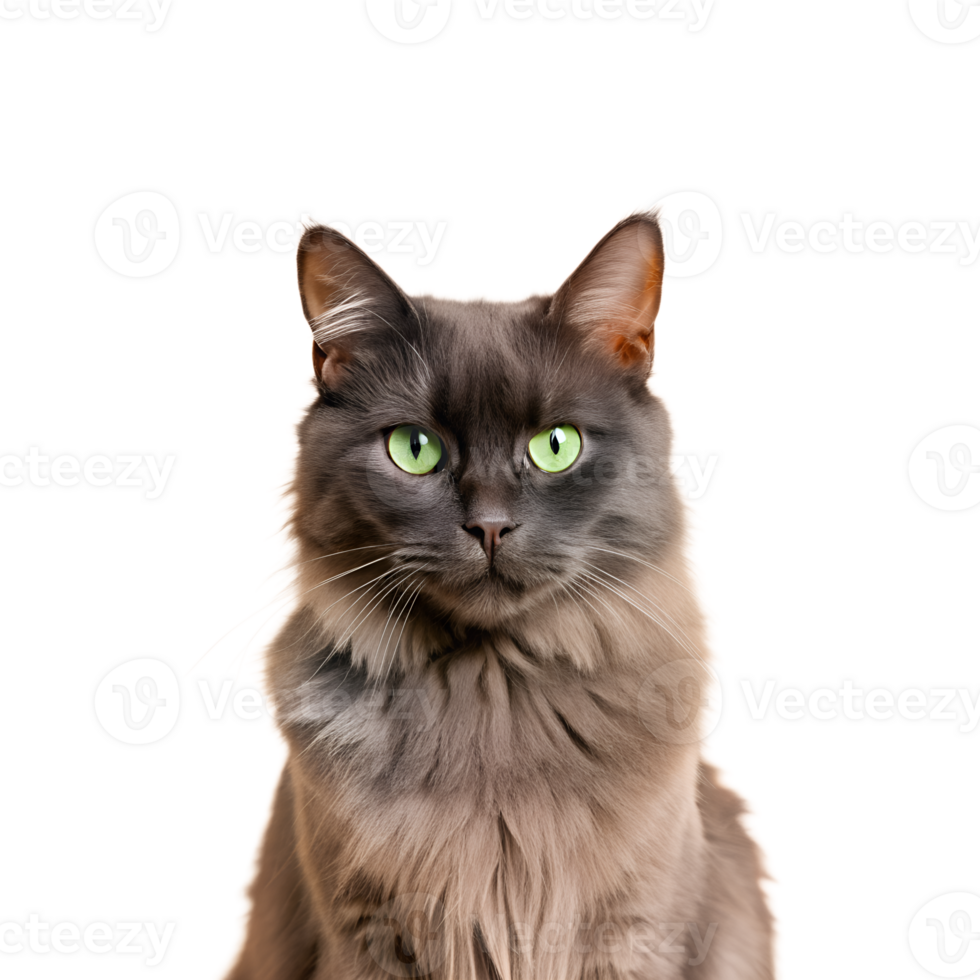 Portrait of a fluffy gray cat with striking green eyes, sitting against a white background. Perfect for pet and animal-themed content. png