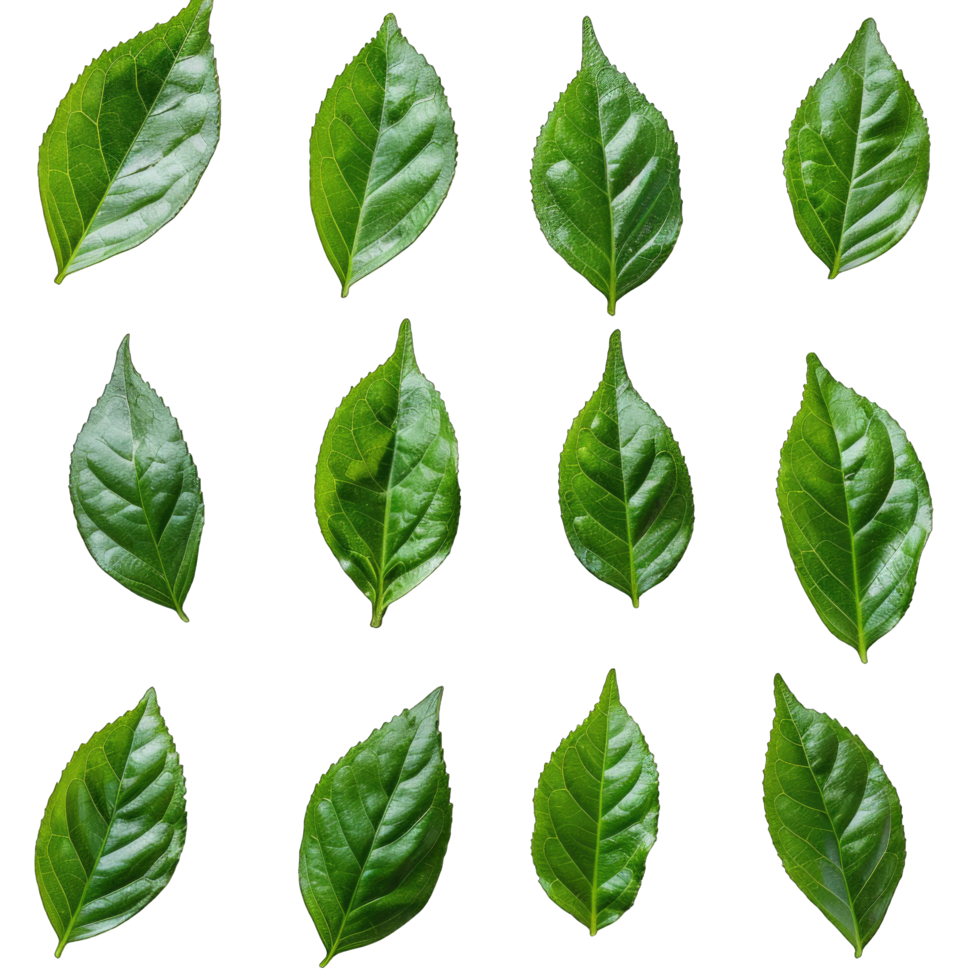 Twelve Green Leaves Isolated on White and Transparent Backgrounds png