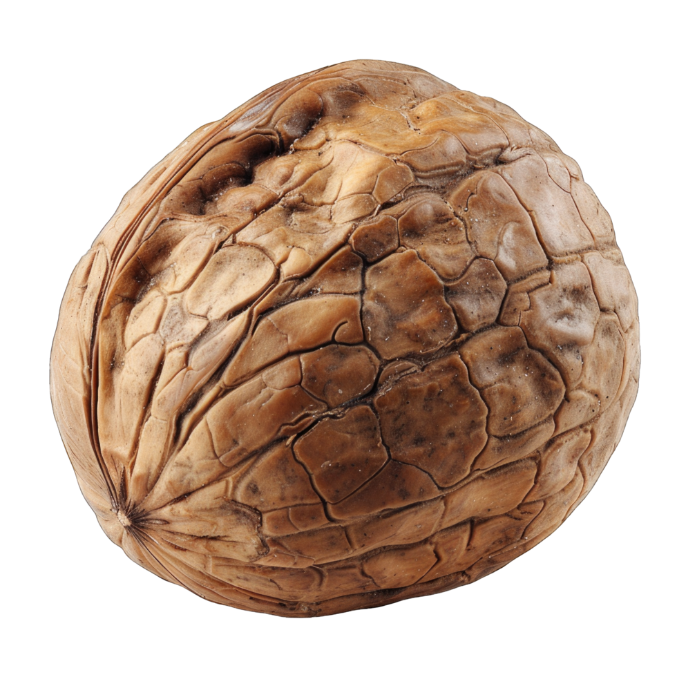 Closeup of a Single Walnut Shell With a Transparent Background png