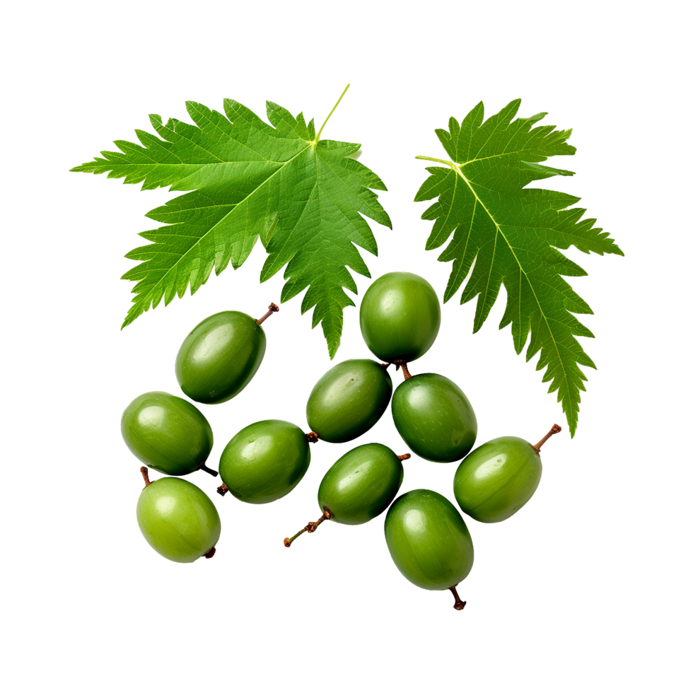 Neem fruit isolated on transparent background png