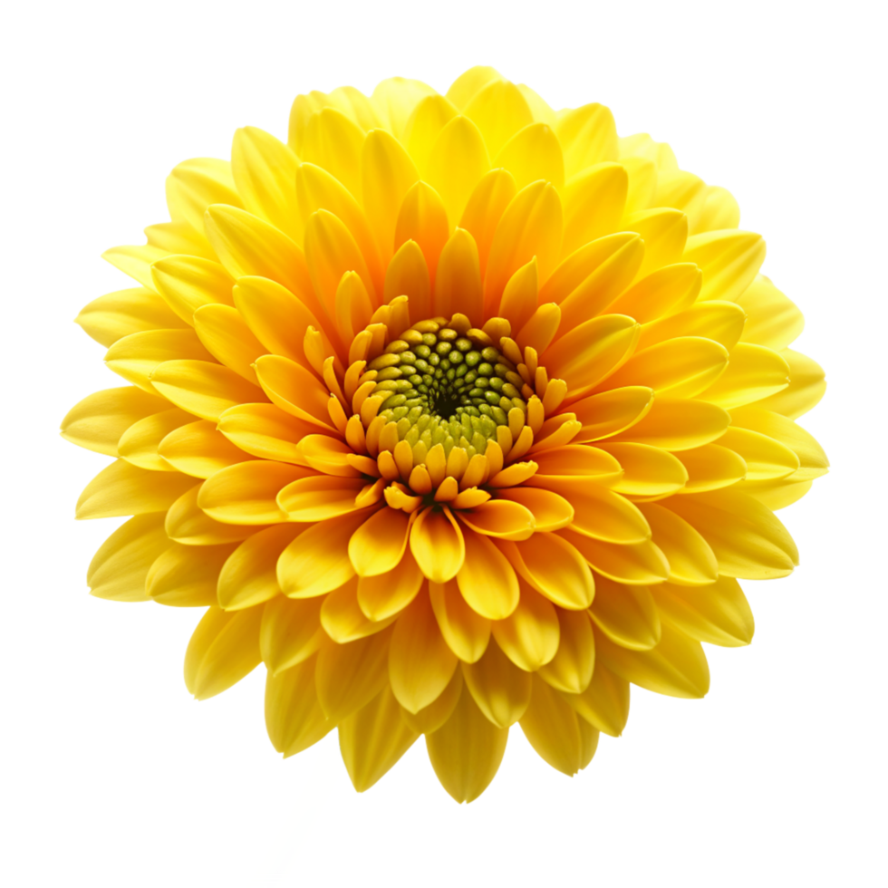 Yellow flower isolated on transparent background png