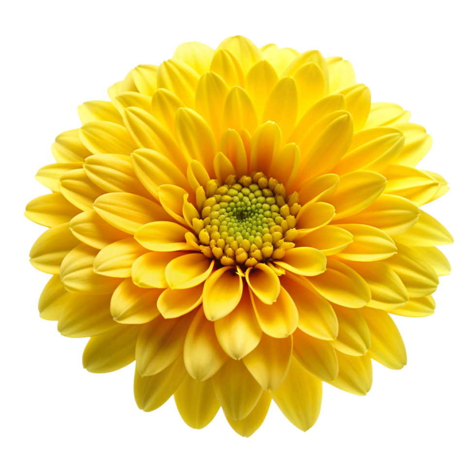 Yellow flower isolated on transparent background png