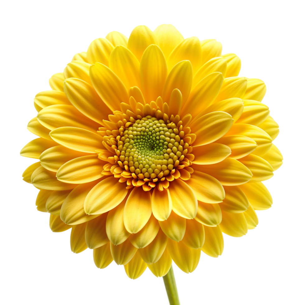 Yellow flower isolated on transparent background png