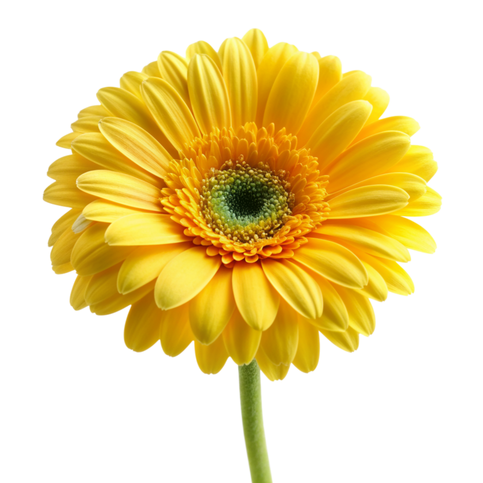 Yellow flower isolated on transparent background png