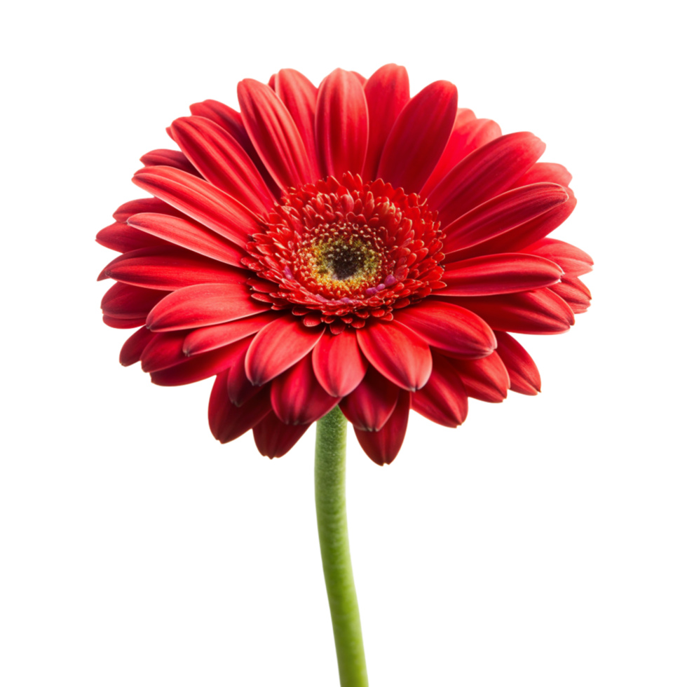 Red flower isolated on transparent background png