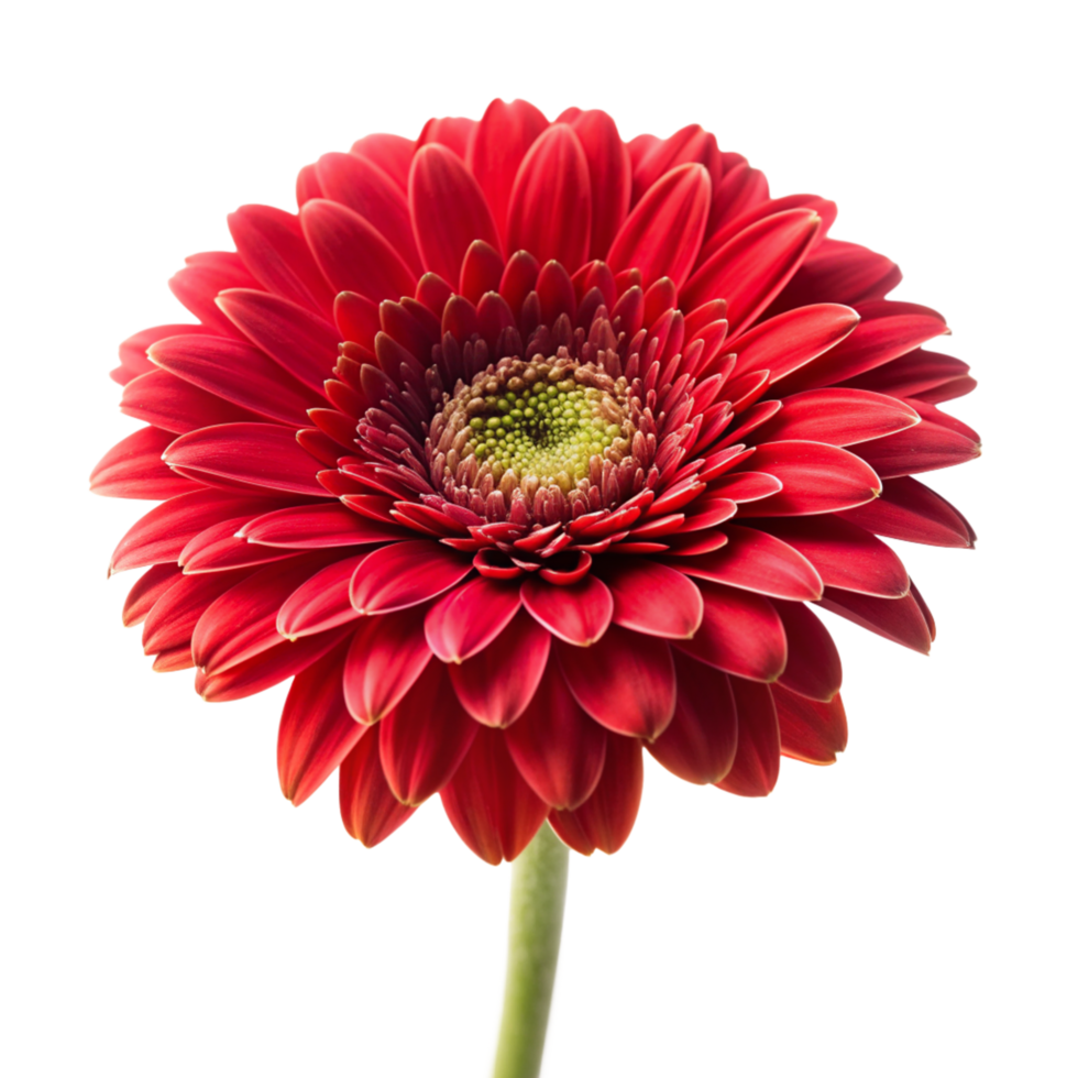Red flower isolated on transparent background png