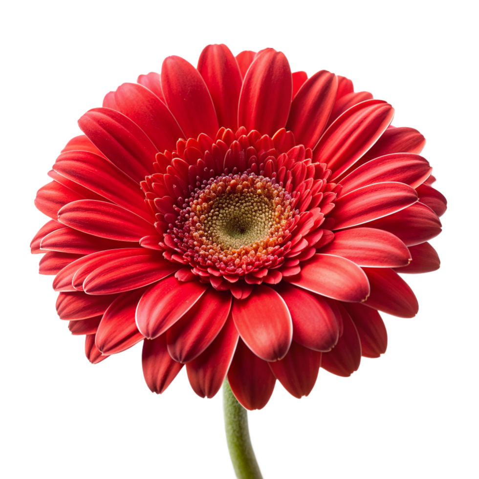 Red flower isolated on transparent background png