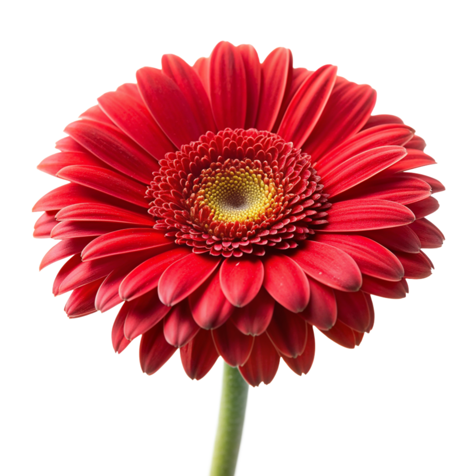 Red rose flower isolated on transparent background png