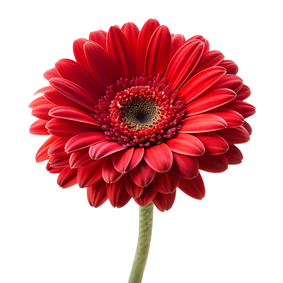 Red rose flower isolated on transparent background png