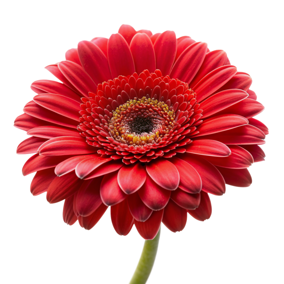 Red rose flower isolated on transparent background png