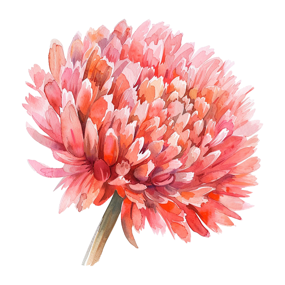Pink watercolor coral flower isolated on transparent background png