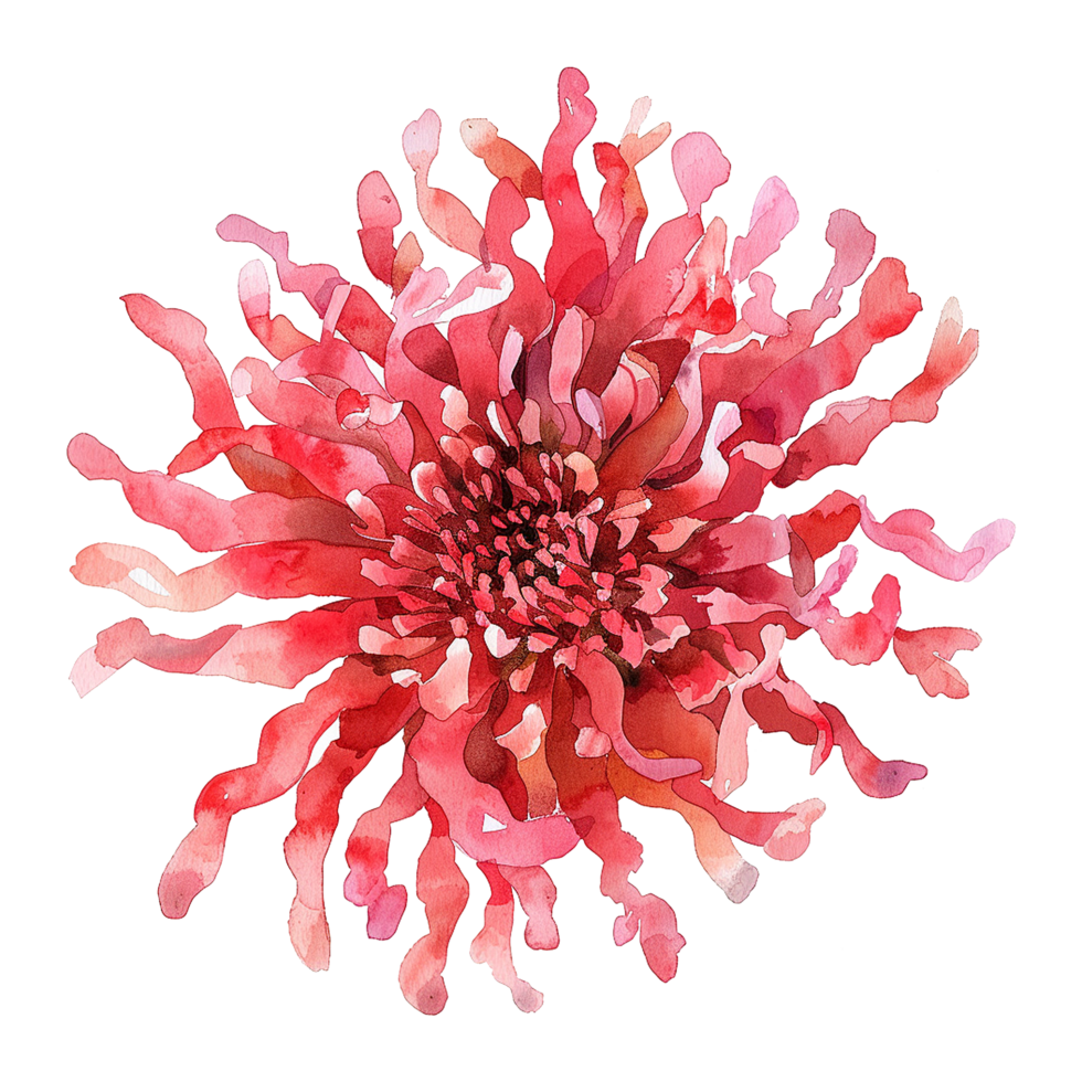 Pink watercolor coral flower isolated on transparent background png