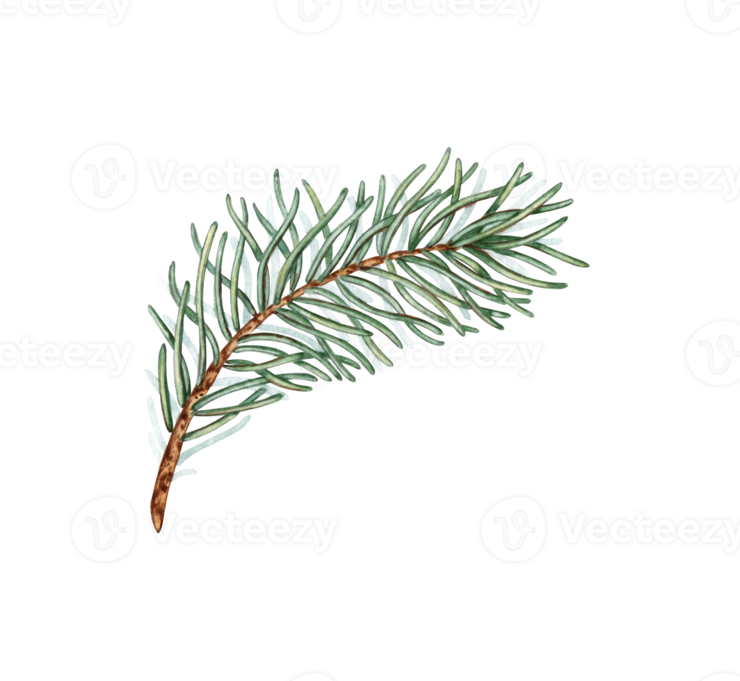 Fir branch with green needles watercolor illustration. Forest plants for winter and Christmas decor. Isolated from the background. Pine, fir, larch, juniper, thuja, larch, conifer. png