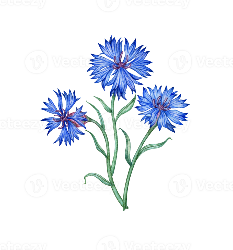 Cornflowers three blue flowers bouquet watercolor illustration. Botanical composition element isolated from background. Suitable for cosmetics, aromatherapy, medicine, treatment, care, design, png