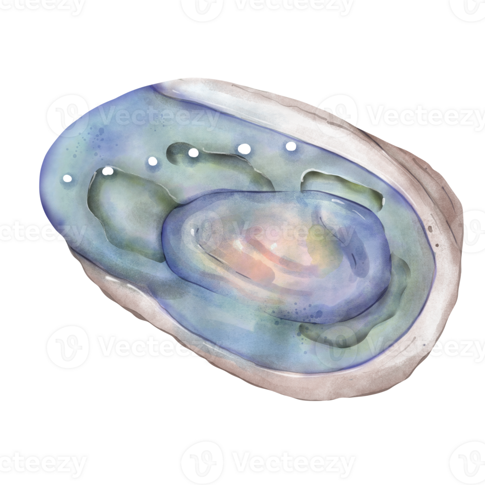Cute adorable abalone shell in watercolor hand draw illustration for summer shell theme png
