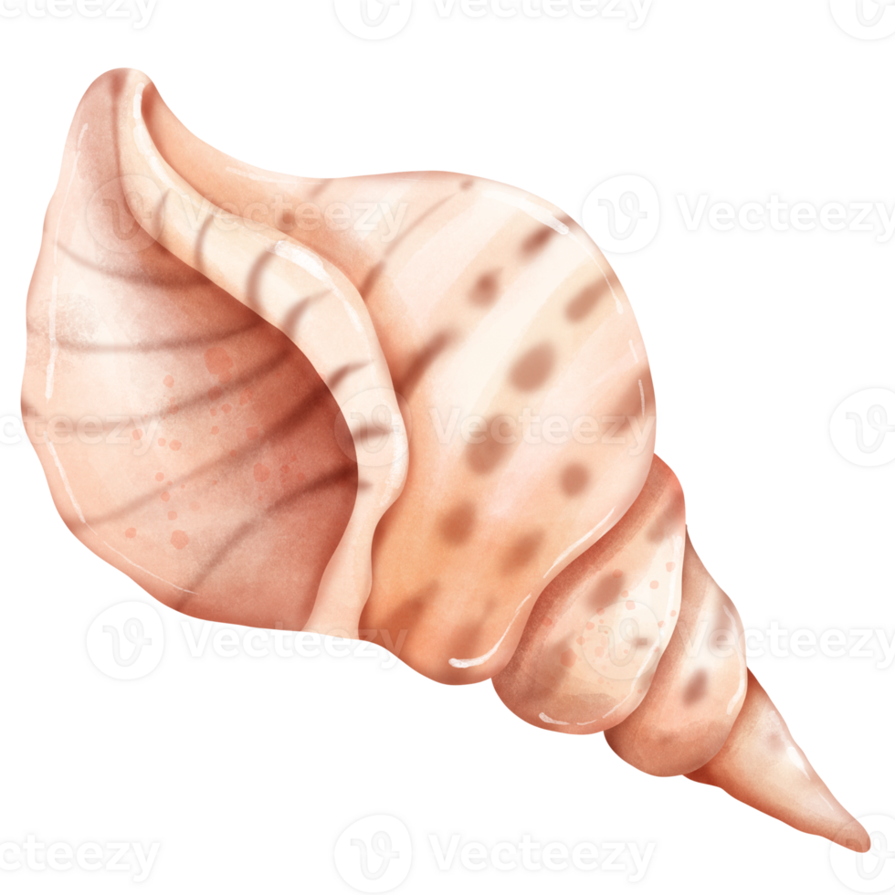 Cute adorable triton shell in watercolor hand draw illustration for summer shell theme png