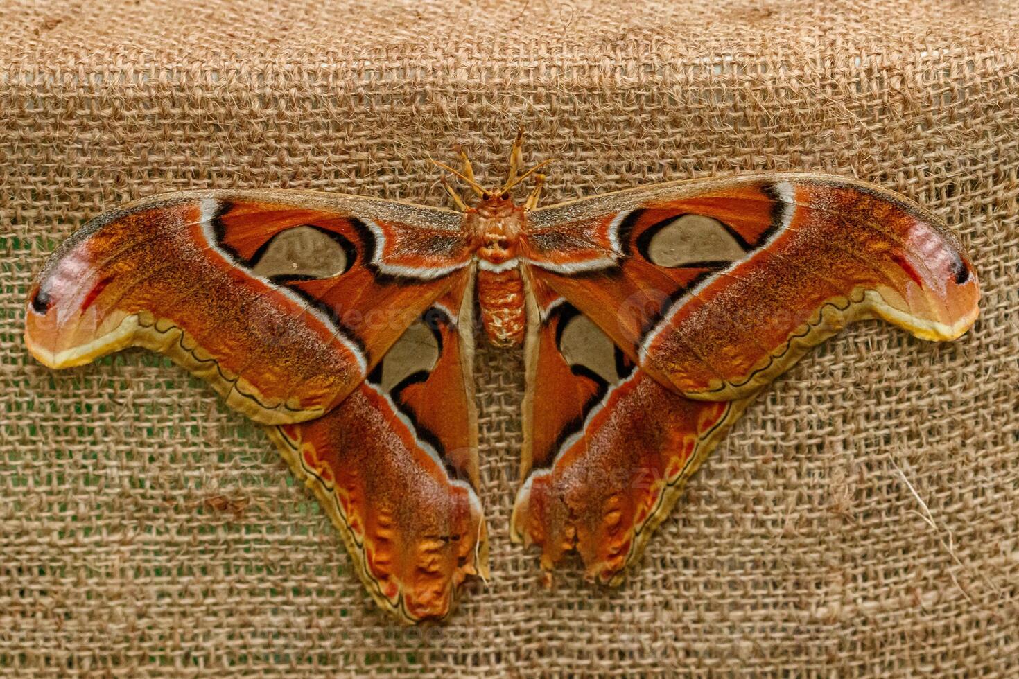 macro beautiful butterfly Attacus lorquin photo