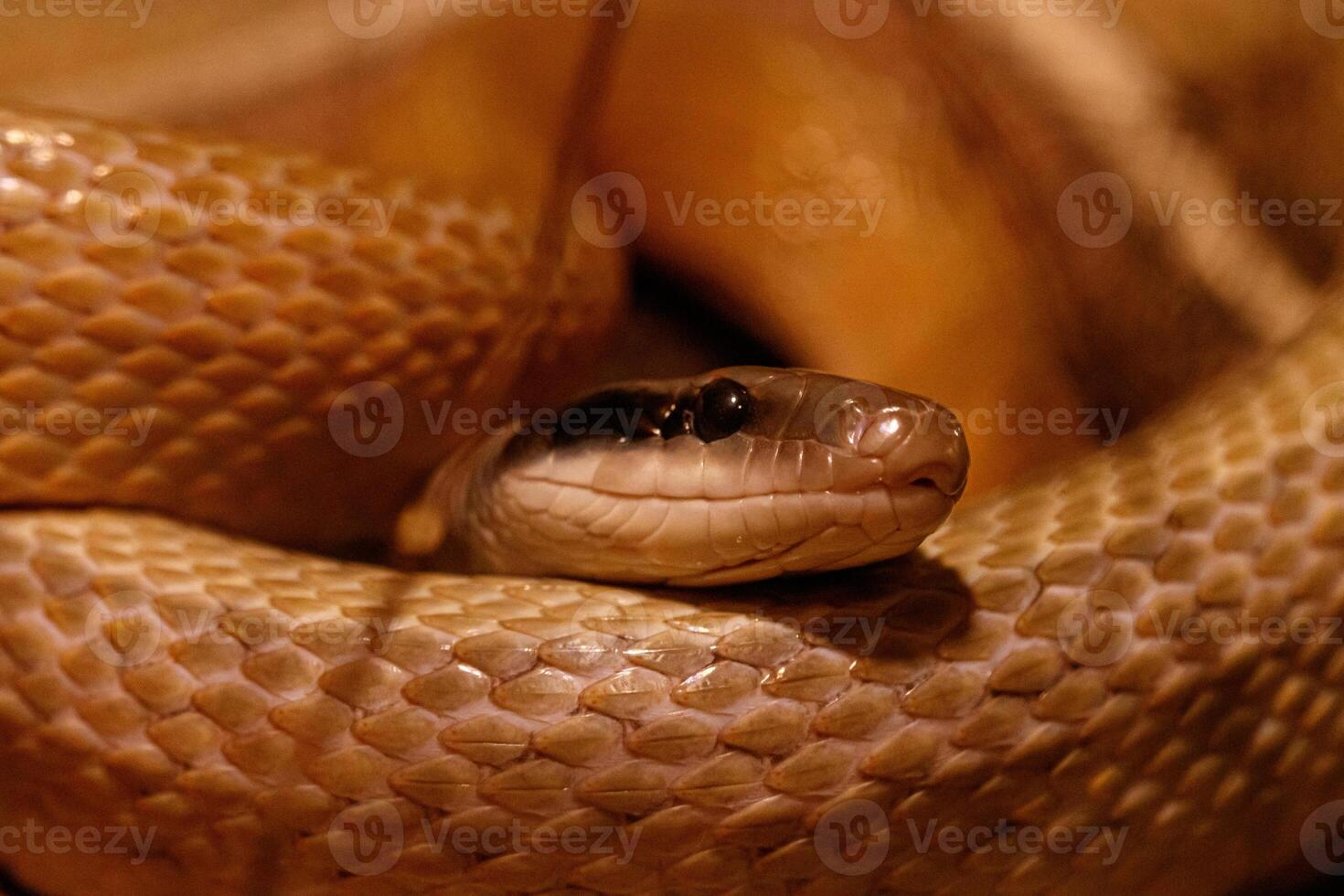 macro of a beautiful cave rat snake snake photo
