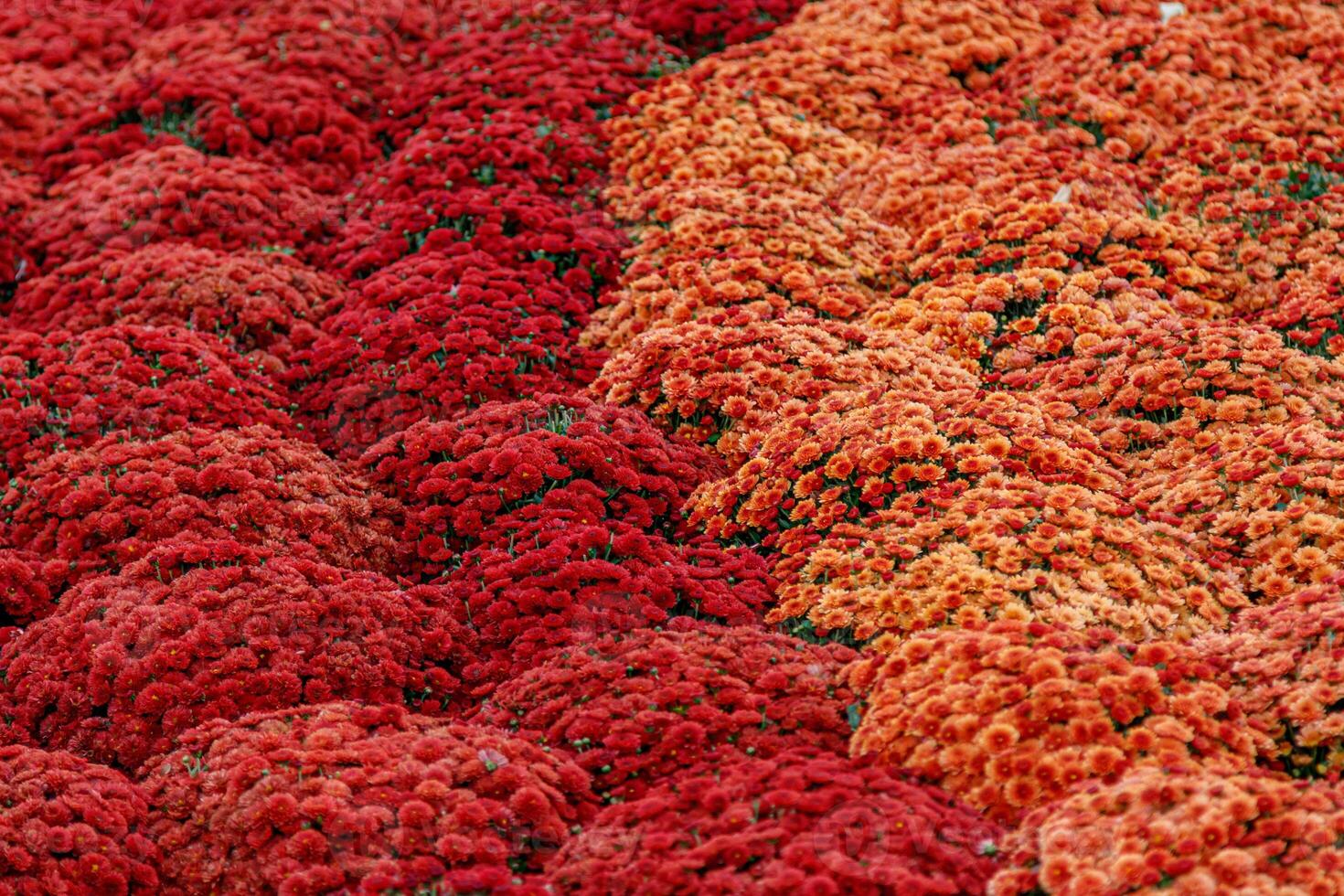 multi-colored flower beds of beautiful chrysanthemums photo
