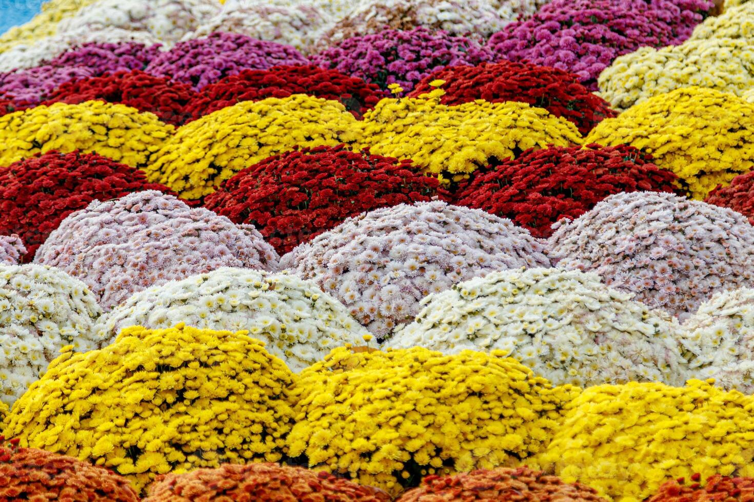 multi-colored flower beds of beautiful chrysanthemums photo