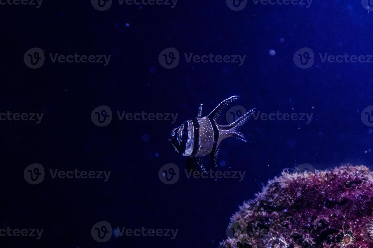 macro fish Pterapogon kauderni Apogonidae photo
