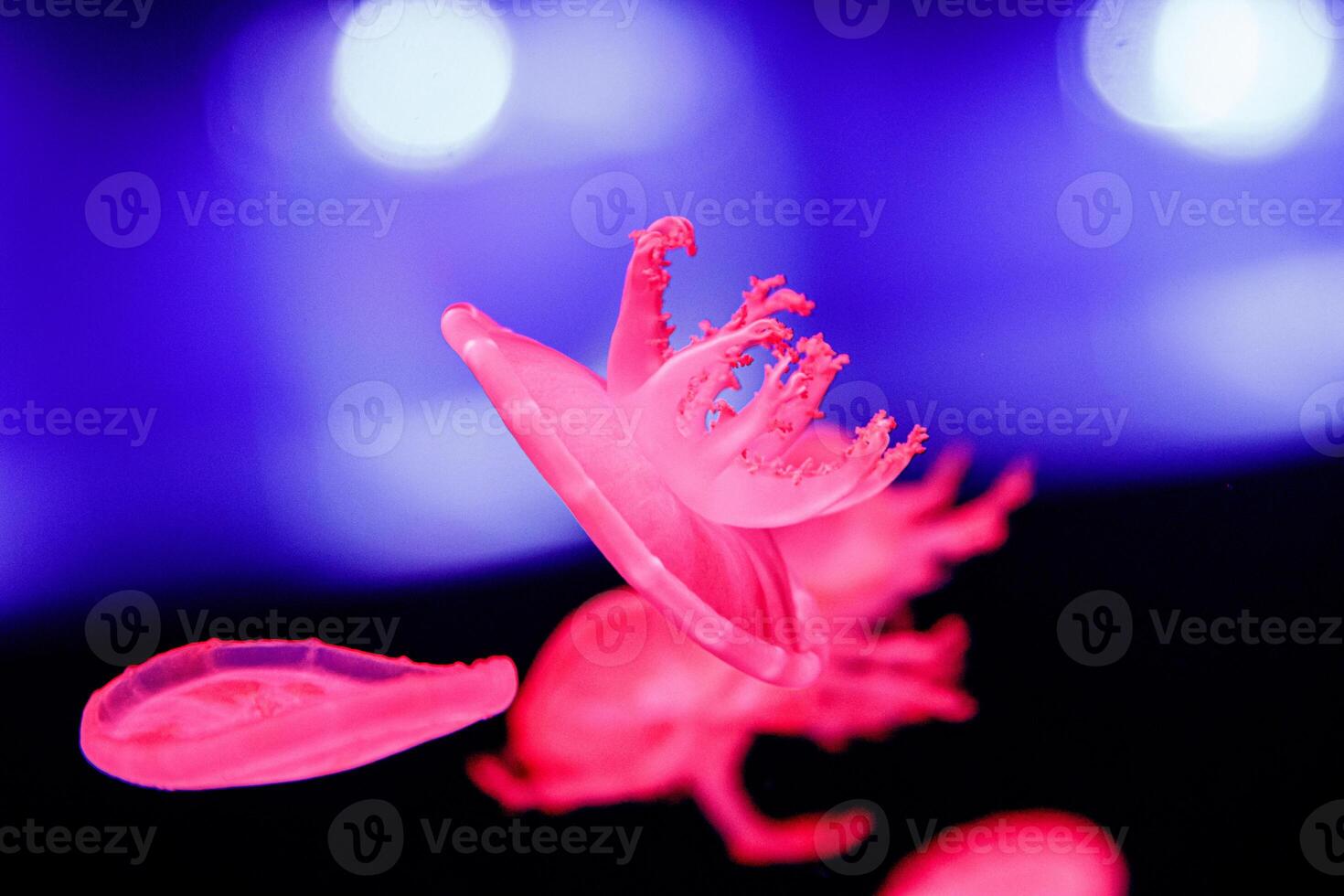 macro of a beautiful jellyfish cassiopea andromeda photo