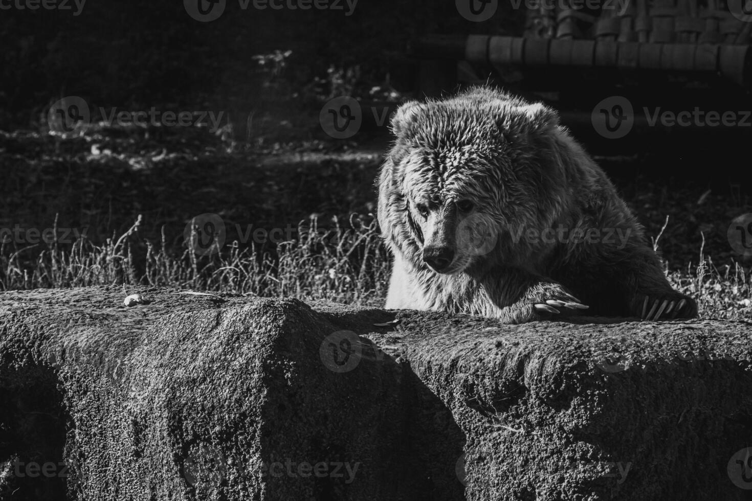 beautiful Tien Shan brown bear photo