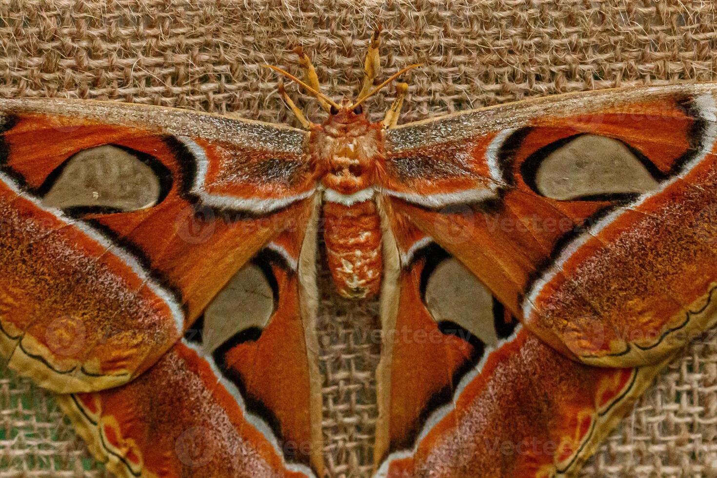 macro beautiful butterfly Attacus lorquin photo