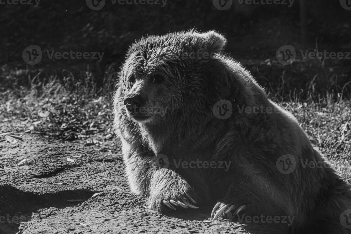 beautiful Tien Shan brown bear photo