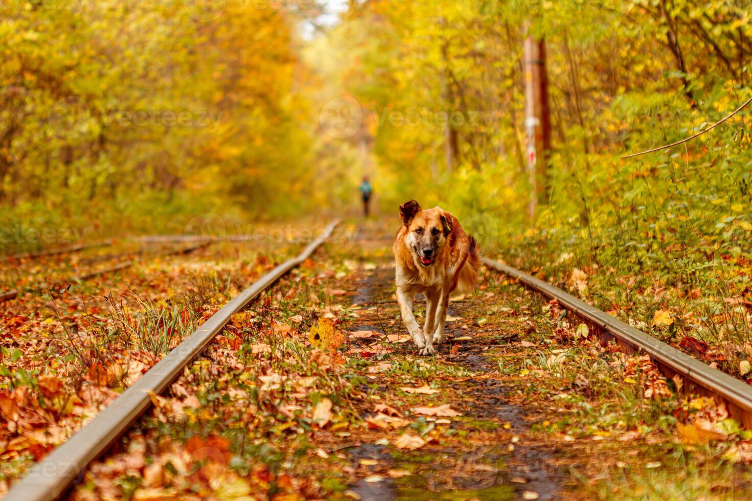 Autumn forest through which an old tram rides Ukraine and red dog photo
