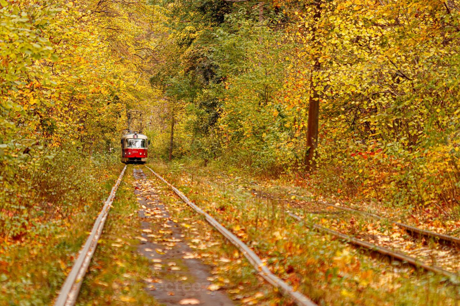 Autumn forest through which an old tram rides Ukraine photo