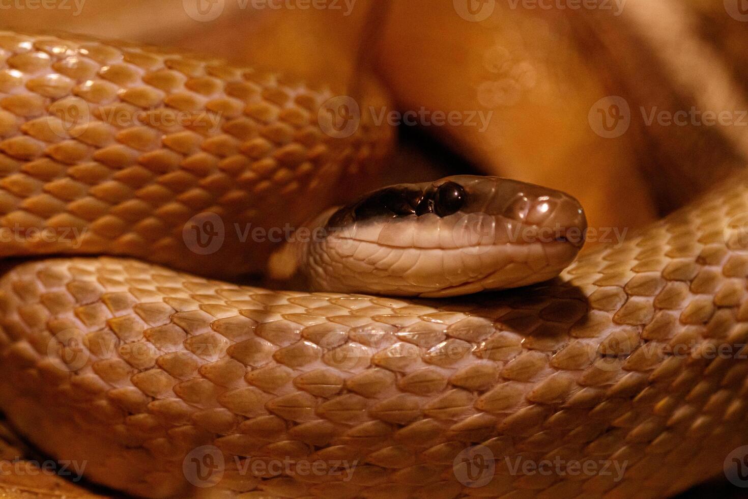 macro of a beautiful cave rat snake snake photo
