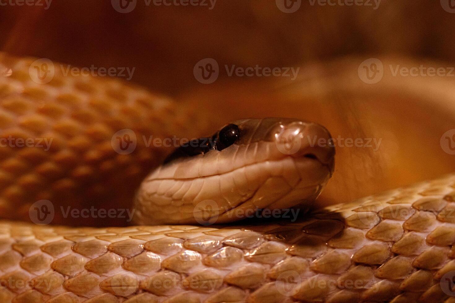 macro of a beautiful cave rat snake snake photo