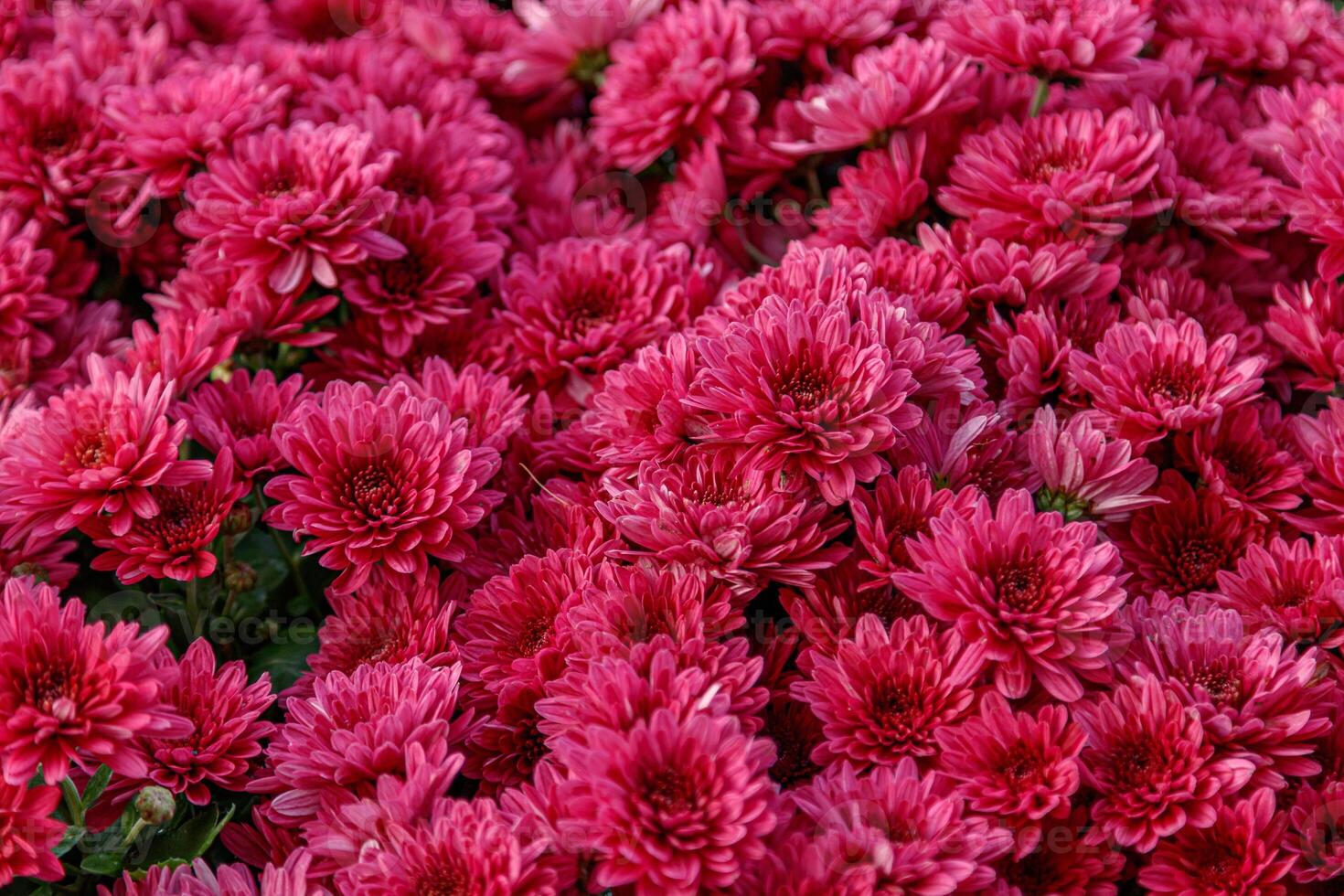multi-colored flower beds of beautiful chrysanthemums photo