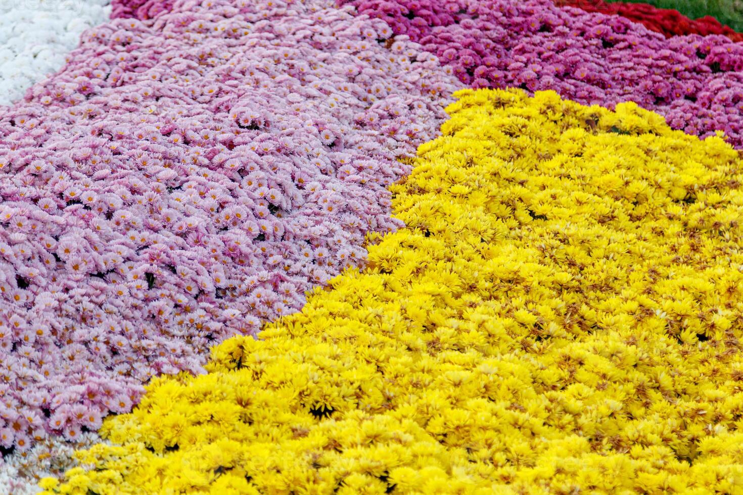 multi-colored flower beds of beautiful chrysanthemums photo