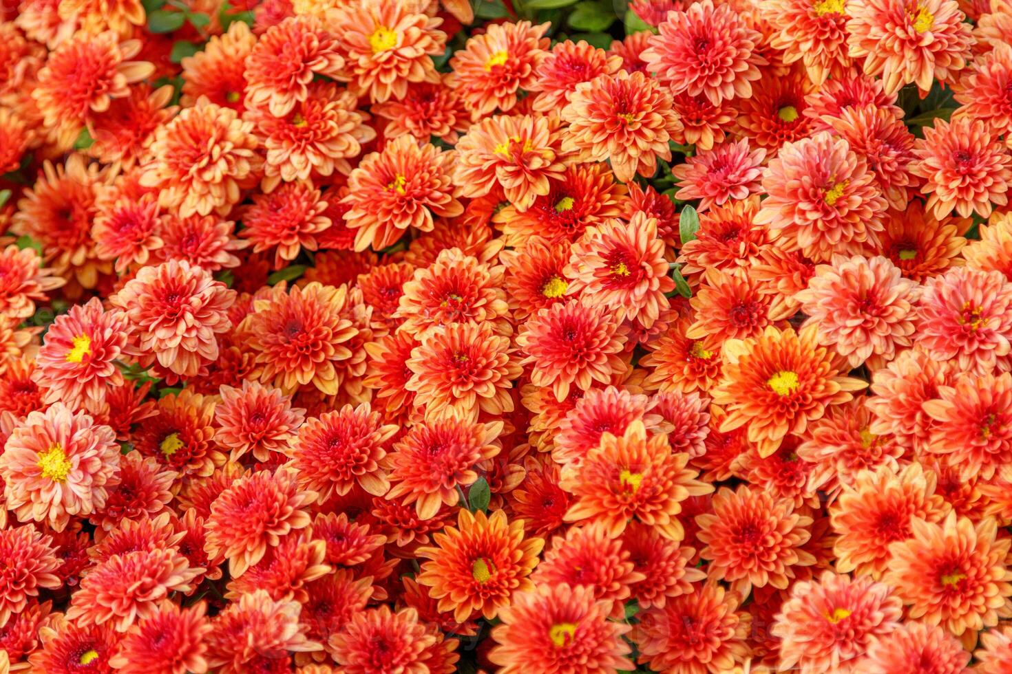 multi-colored flower beds of beautiful chrysanthemums photo